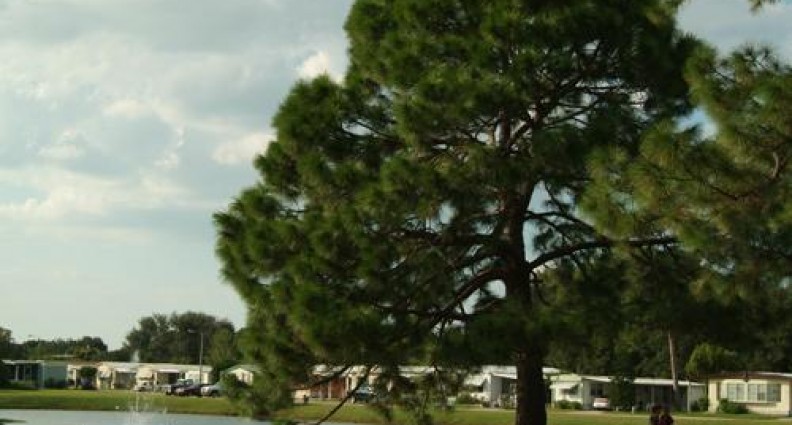 Whispering Pines - Largo